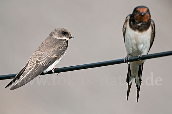 Rauchschwalbe (Hirundo rustica)