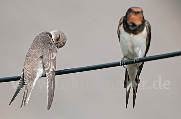 Rauchschwalbe (Hirundo rustica)