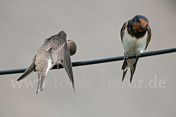 Rauchschwalbe (Hirundo rustica)