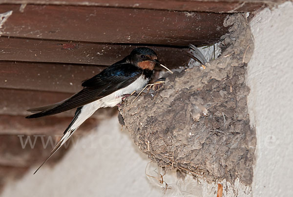 Rauchschwalbe (Hirundo rustica)