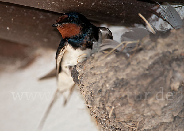 Rauchschwalbe (Hirundo rustica)