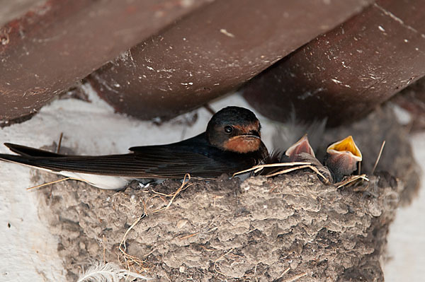 Rauchschwalbe (Hirundo rustica)