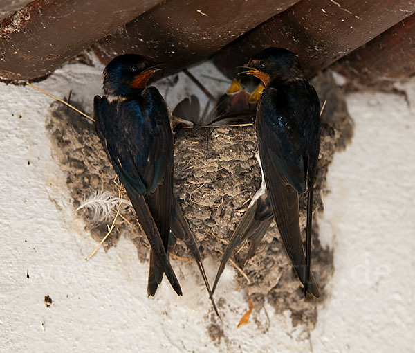 Rauchschwalbe (Hirundo rustica)