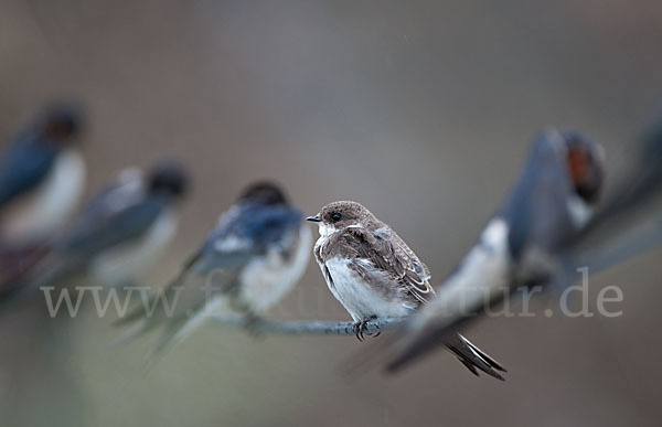 Rauchschwalbe (Hirundo rustica)