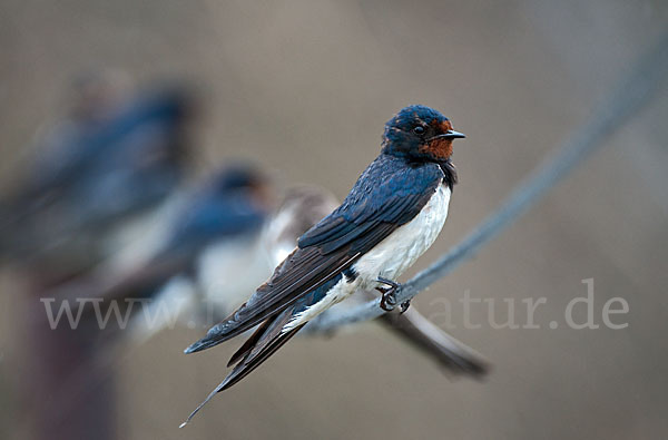 Rauchschwalbe (Hirundo rustica)