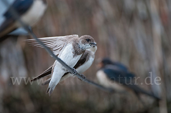 Rauchschwalbe (Hirundo rustica)