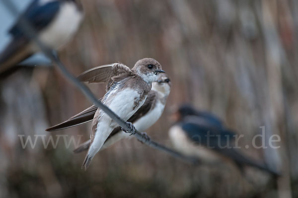 Rauchschwalbe (Hirundo rustica)