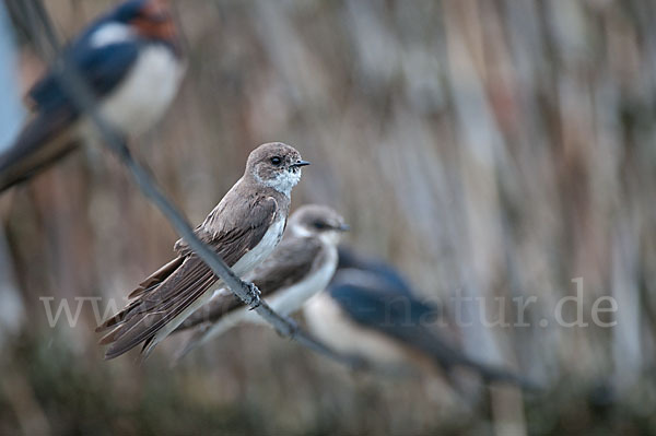 Rauchschwalbe (Hirundo rustica)