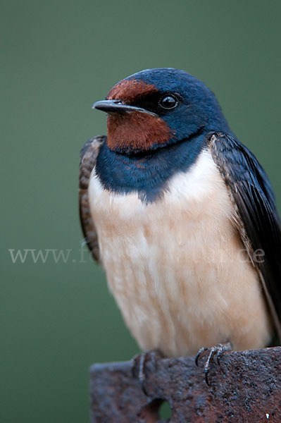 Rauchschwalbe (Hirundo rustica)