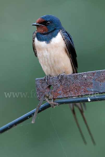 Rauchschwalbe (Hirundo rustica)