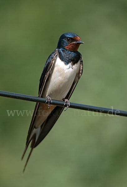 Rauchschwalbe (Hirundo rustica)