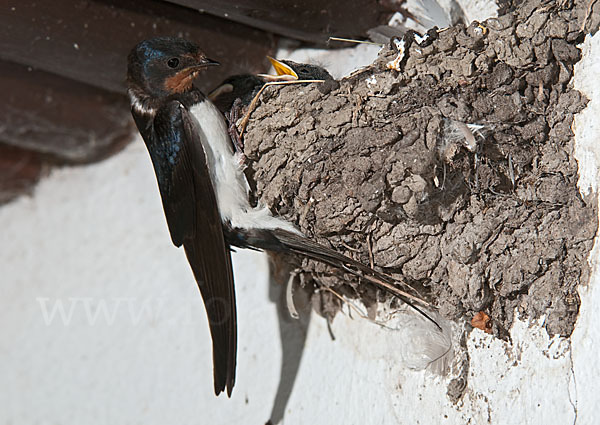 Rauchschwalbe (Hirundo rustica)