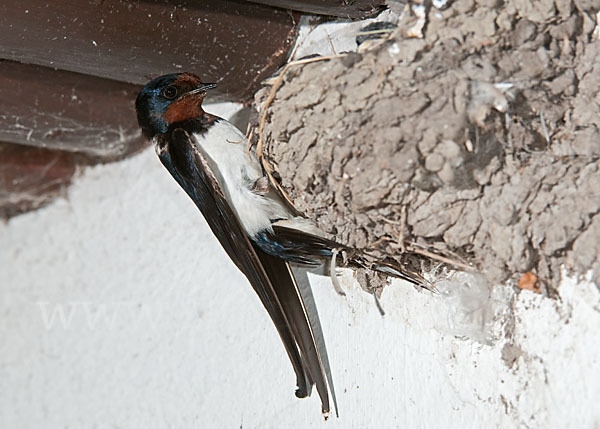 Rauchschwalbe (Hirundo rustica)