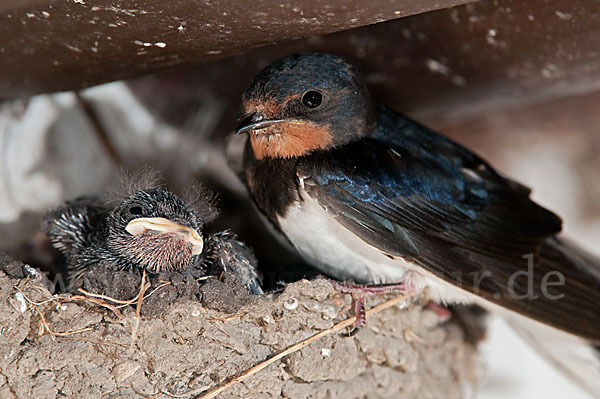 Rauchschwalbe (Hirundo rustica)