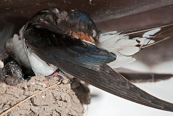 Rauchschwalbe (Hirundo rustica)