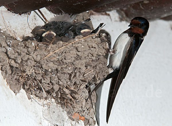 Rauchschwalbe (Hirundo rustica)