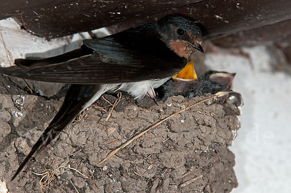 Rauchschwalbe (Hirundo rustica)