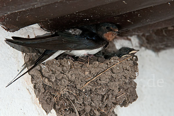 Rauchschwalbe (Hirundo rustica)