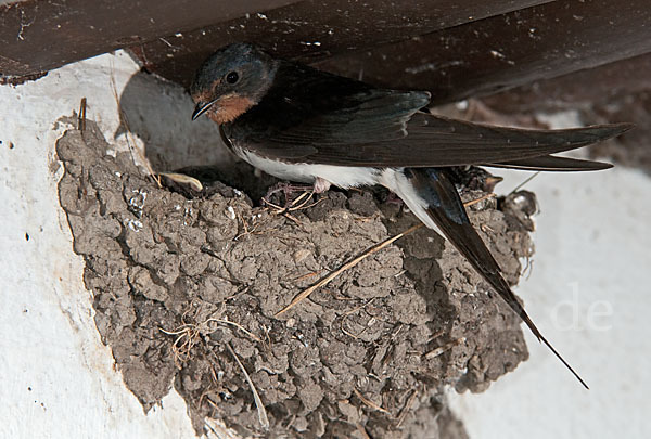 Rauchschwalbe (Hirundo rustica)