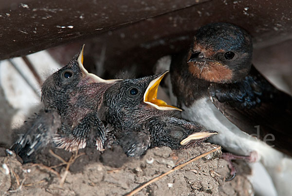 Rauchschwalbe (Hirundo rustica)