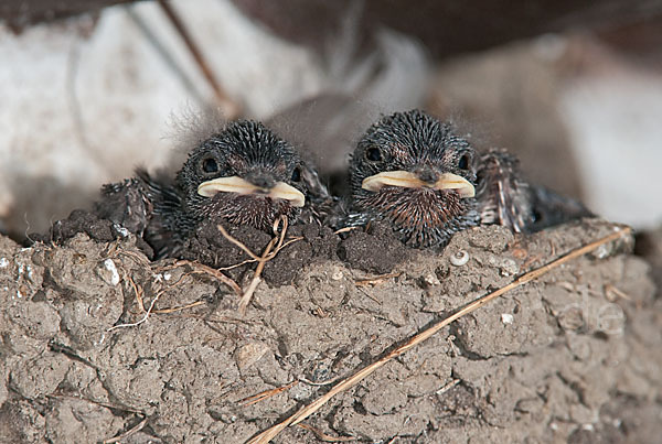 Rauchschwalbe (Hirundo rustica)