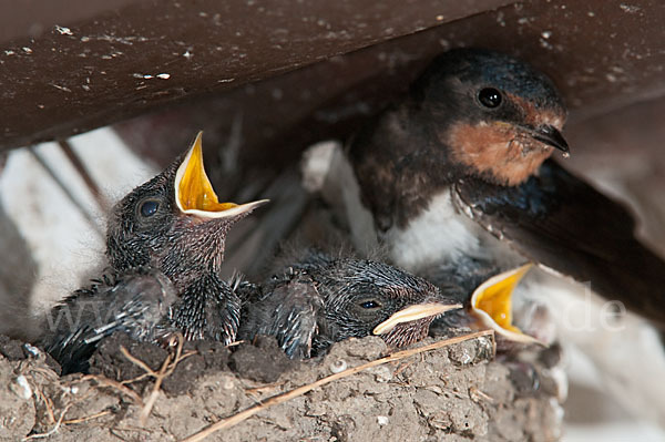 Rauchschwalbe (Hirundo rustica)