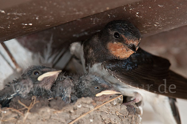 Rauchschwalbe (Hirundo rustica)