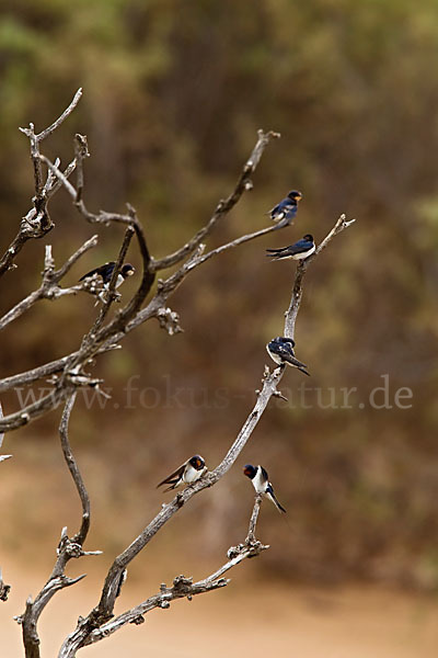 Rauchschwalbe (Hirundo rustica)