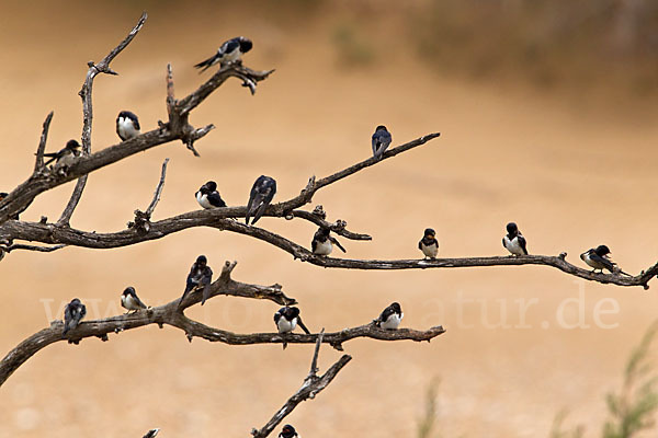 Rauchschwalbe (Hirundo rustica)