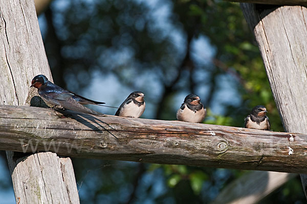 Rauchschwalbe (Hirundo rustica)