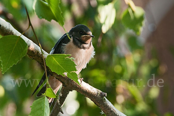 Rauchschwalbe (Hirundo rustica)