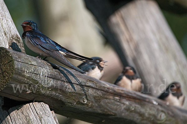 Rauchschwalbe (Hirundo rustica)