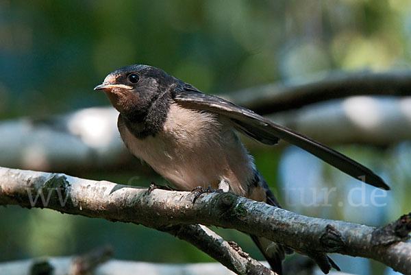 Rauchschwalbe (Hirundo rustica)