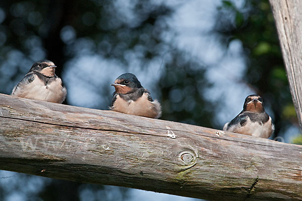 Rauchschwalbe (Hirundo rustica)