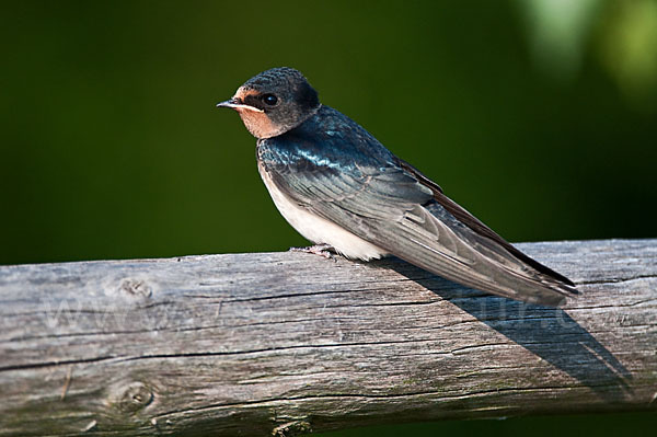 Rauchschwalbe (Hirundo rustica)