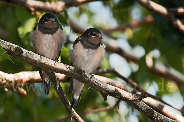 Rauchschwalbe (Hirundo rustica)