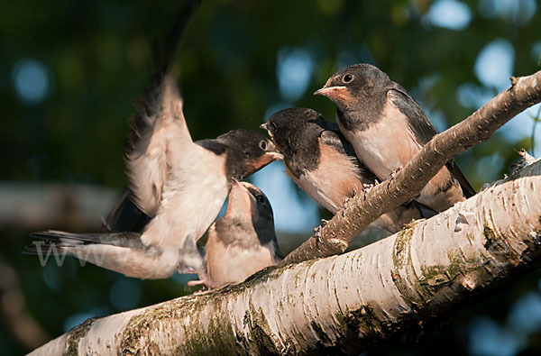 Rauchschwalbe (Hirundo rustica)