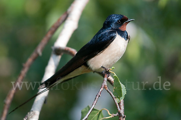 Rauchschwalbe (Hirundo rustica)