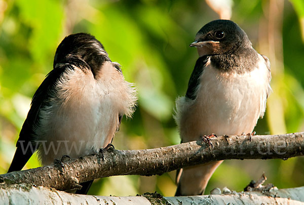 Rauchschwalbe (Hirundo rustica)