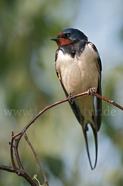 Rauchschwalbe (Hirundo rustica)