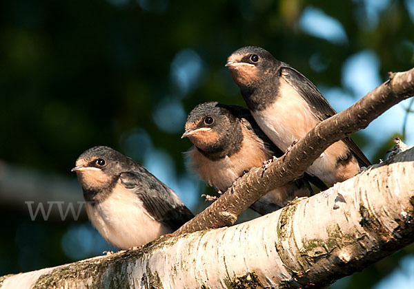 Rauchschwalbe (Hirundo rustica)