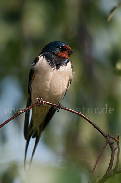 Rauchschwalbe (Hirundo rustica)