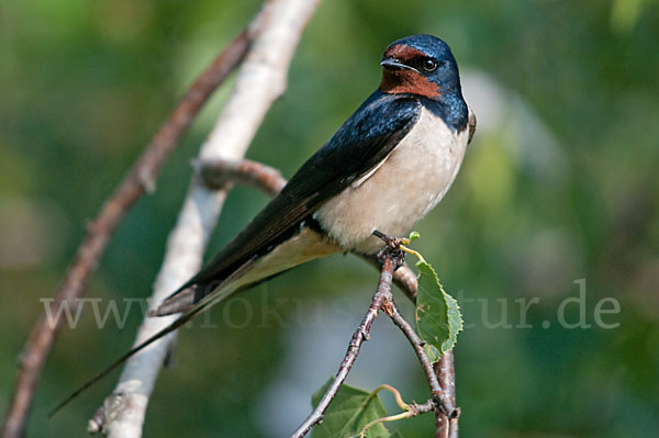 Rauchschwalbe (Hirundo rustica)