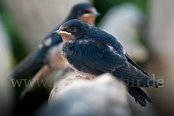 Rauchschwalbe (Hirundo rustica)