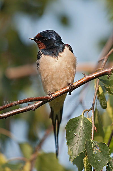 Rauchschwalbe (Hirundo rustica)