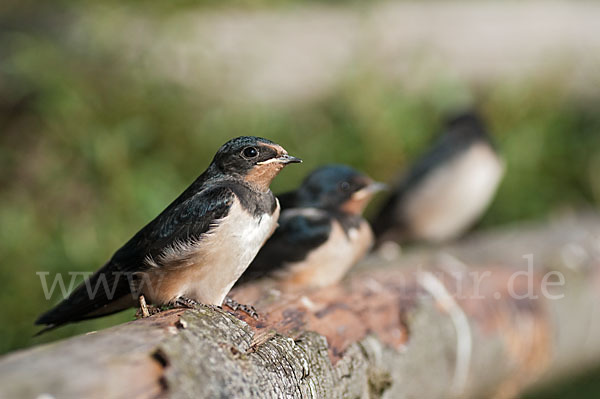 Rauchschwalbe (Hirundo rustica)