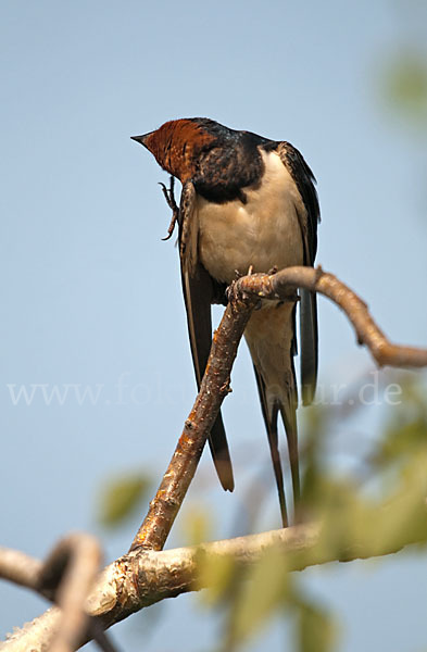 Rauchschwalbe (Hirundo rustica)