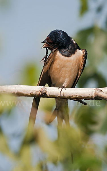 Rauchschwalbe (Hirundo rustica)