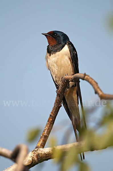 Rauchschwalbe (Hirundo rustica)