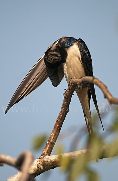 Rauchschwalbe (Hirundo rustica)